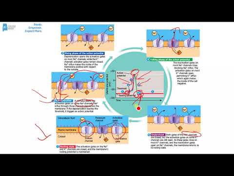 AP Biology Nervous System Review
