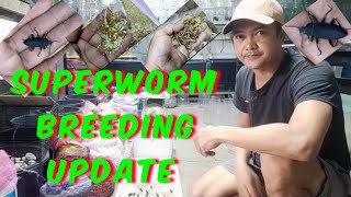SUPERWORM BREEDING UPDATE | PAANO MAGBREED NG SUPERWORM |HOW TO BREED SUPERWORM | LIVE FOOD FOR FISH