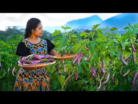 Eggplant Harvest to Family Lunch & Afternoon Tea ASMR | Nature & Sizzling Sounds | Traditional Me