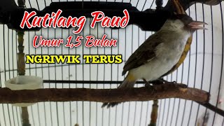 Download lagu SUARA KUTILANG NGRIWIK UMUR 1,5 BULAN (KUTILANG PAUD GACOR) mp3