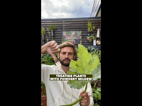 , title : 'How to treat Powdery Mildew in your Garden?'