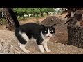 Tuxedo Cat Was Very Happy When She Saw Me And Started Meowing Loudly