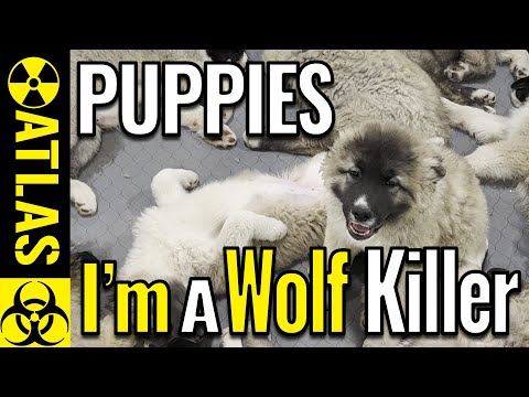 WOLF KILLER - World's Largest Dog Has Cute Puppies!