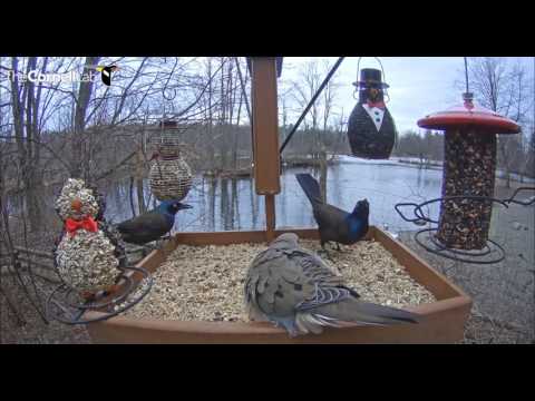 Mourning Dove not happy with Grackles     Video 2017 02 28 163301