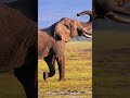 Another Mighty Elephant Trumpet