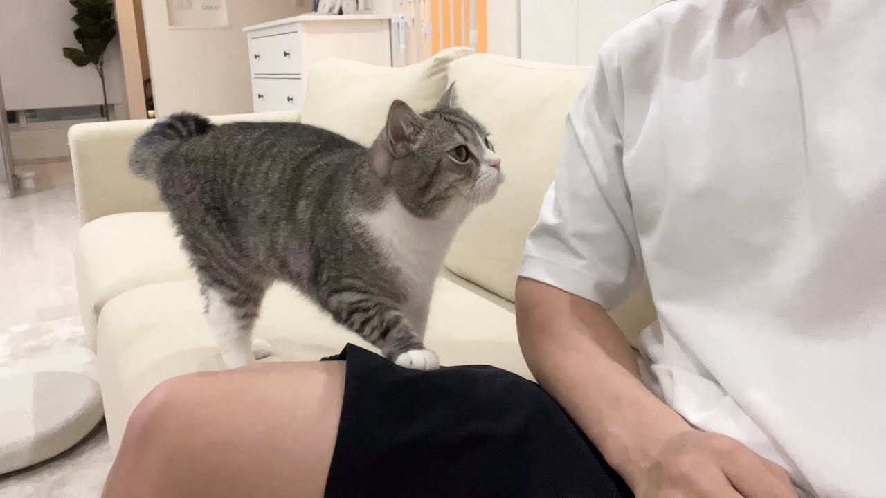 頭なでなでしてほしくなると控えめにお願いしてくる猫がかわいすぎた笑