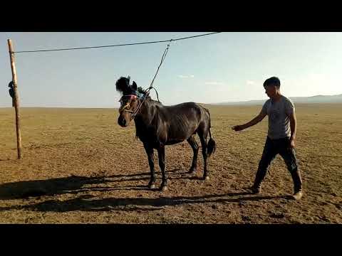 Erhemee- azargaa barisan ni