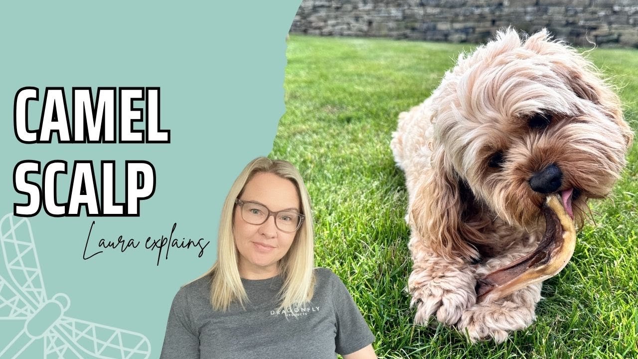 The Benefits of Camel Scalp for Dogs | Video