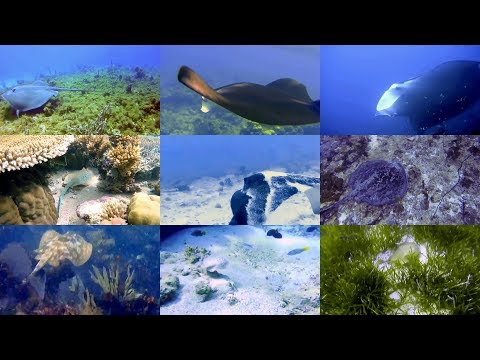 The Rays and Stingrays for Children with videos