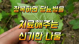 원기를 보충해주고 혈액응고를 막아주는 참취나물의 놀라운 3가지효능
