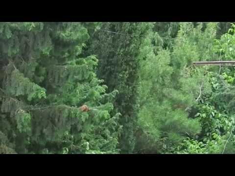 ciyvi ციყვი