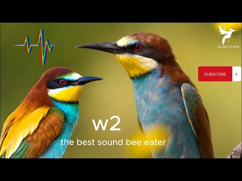 صوت ورور مجرب للصيد صوت ممتاز , صوت الوروار , الجزء الثاني - SOUND bee eater