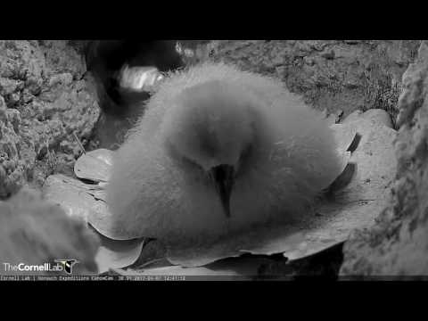 Face-to-face With the Bermuda Petrel Chick – Apr. 7, 2017