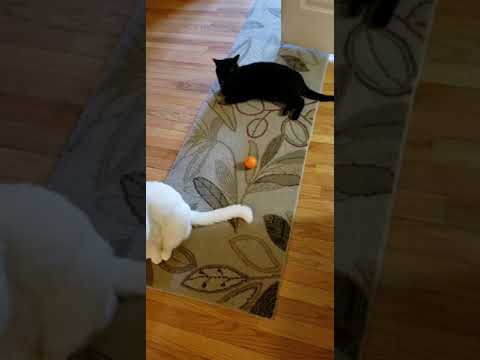 Do your cats greet you?