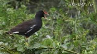 Download lagu Suara burung Tiung Air buat dekutan, sangat ampuh mp3