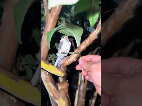 Help animals 🐾❤️#animals #cute #love #fyp #human #funnyanimals #lovely