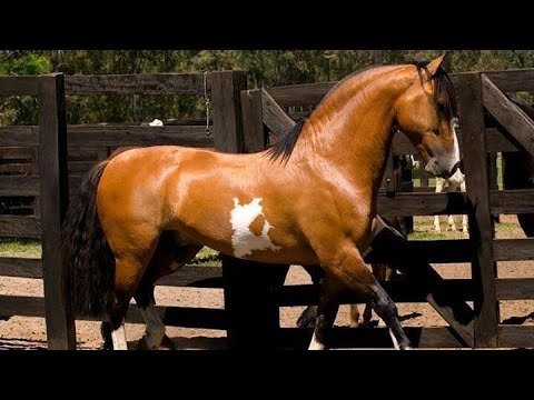 , title : '8 Raças de Cavalos Brasileiros'
