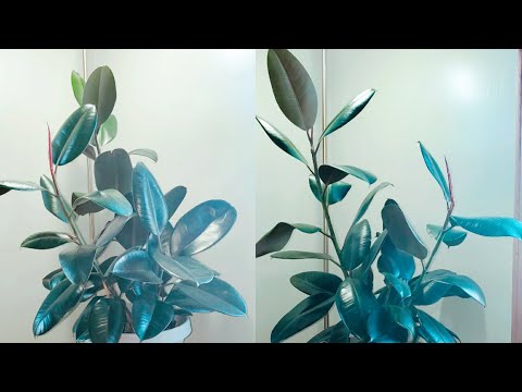 , title : 'Ficus Elastica Burgundy or Melanie Part 002 | Plant Vlog 135'
