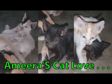 Ameera'S Cat Love