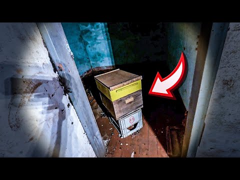 VOLTAMOS NA LENDA DO APICULTOR A NOITE