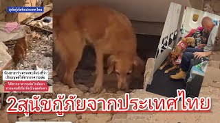 2สุนัขกู้ภัยจากประเทศไทย ค้นหาผู้ประสบภัยแผ่นดินไหวที่ตุรกี