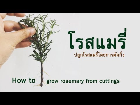 เครื่องมือสำหรับการเพิ่มความแข็งแรง เชื้อโรคหญิงในร้านขายยาในหยดในมอสโก