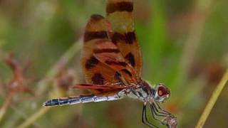 Roy Buchanan 'Fly  Night Bird' .....Video Editing, Images, Photos, Photography By Eli Gol