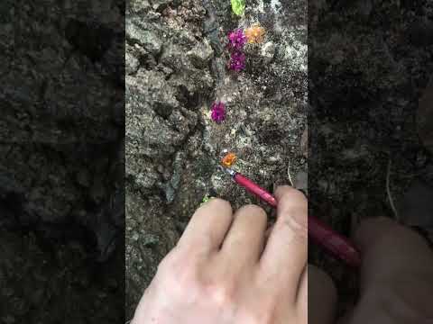 なぜ針葉樹は針を失うのですか？ 6 つの一般的な原因ですが、必ずしも致命的ではありません  庭園