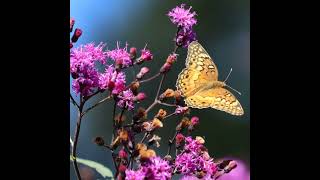 GardenDC Podcast Episode 227: Ironweed for the Mid-Atlantic Garden