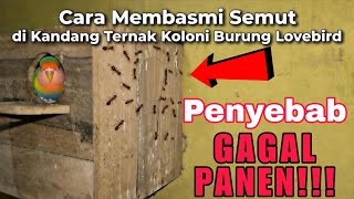 Download lagu How to Get Rid of Ants in a Lovebird Cage mp3