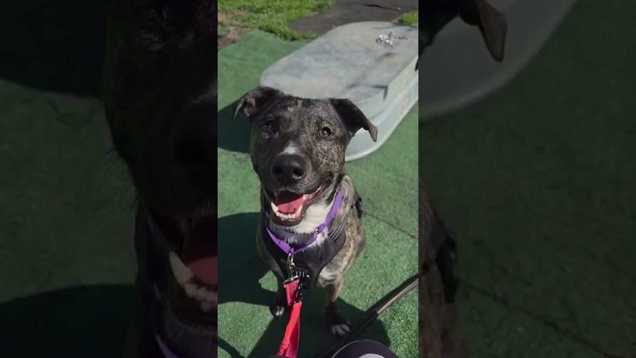 Enlarge Louie, a ADOPTABLE mixed breed in Warrenville, IL video 5/5