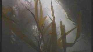 preview picture of video 'Diving in Kelp forest of Pucusana, Peru'