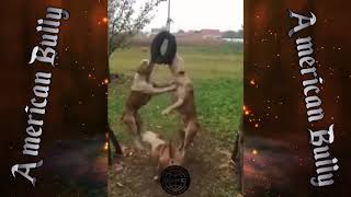 American pitbull amazing video fight enjoy