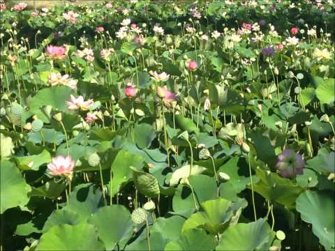 1962 I Will Vic Dana