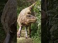 T Rex Prank Just For Laughs Gags