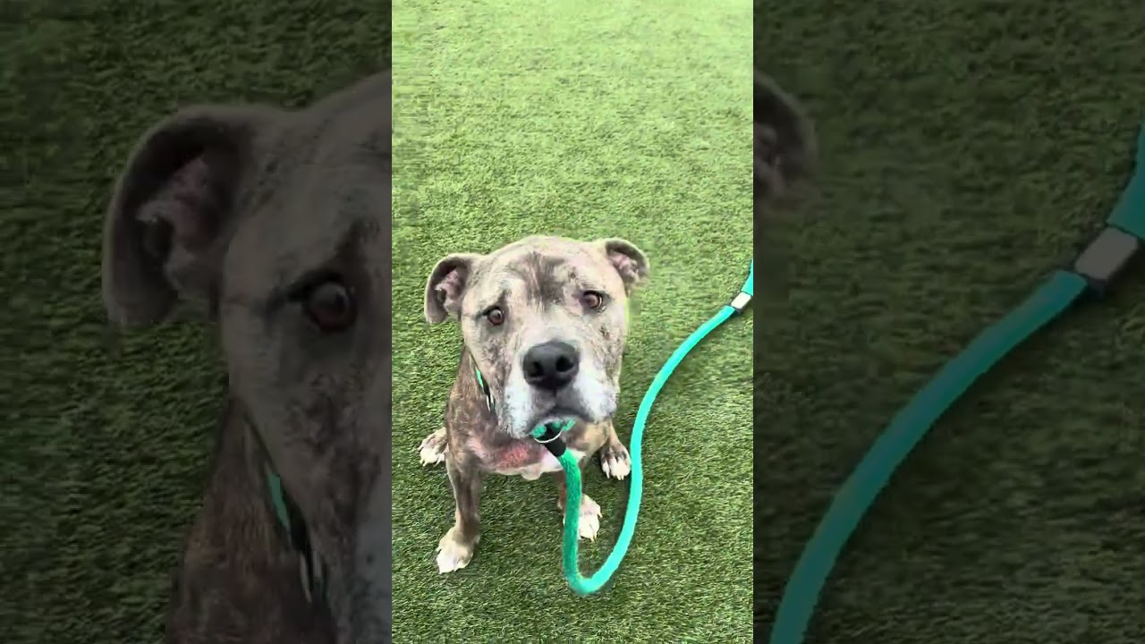 Bailey Blue, a Adoptable American Staffordshire Terrier in West Chester, PA video 6/6