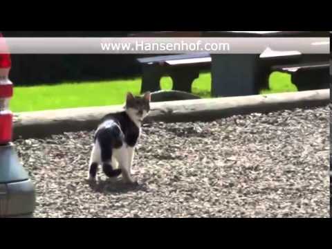 Video 22 aus  Hansenhof