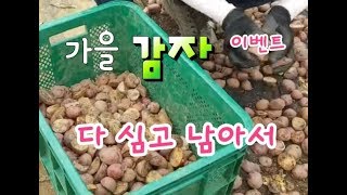 가을 감자 파종시기와 싹틔우기 재배법