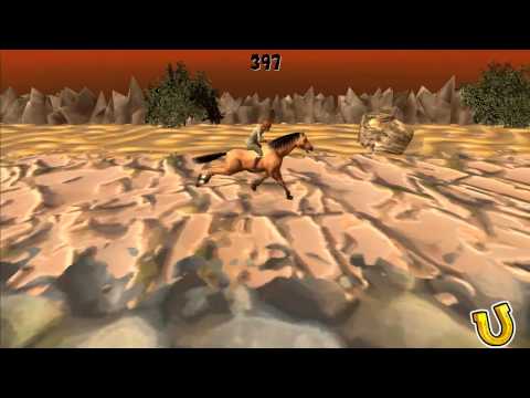 Horse Open Jumping Video