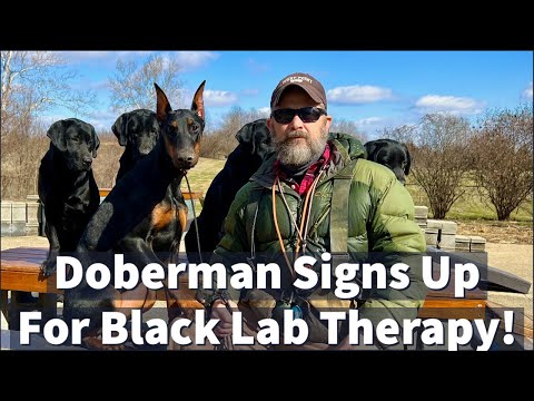 Doberman Pinscher Signs Up For Black Lab Therapy!