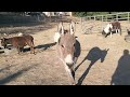 GOODBYE Horses And Donkeys