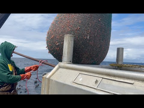 Commercial Shrimping Off The Oregon Coast. Where does our salad shrimp come from? - Sid Smith