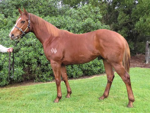 Inglis Gold Sale Lot 216  Chestnut Colt - Warhorse (NZ) x Thikra (Francis Racing)