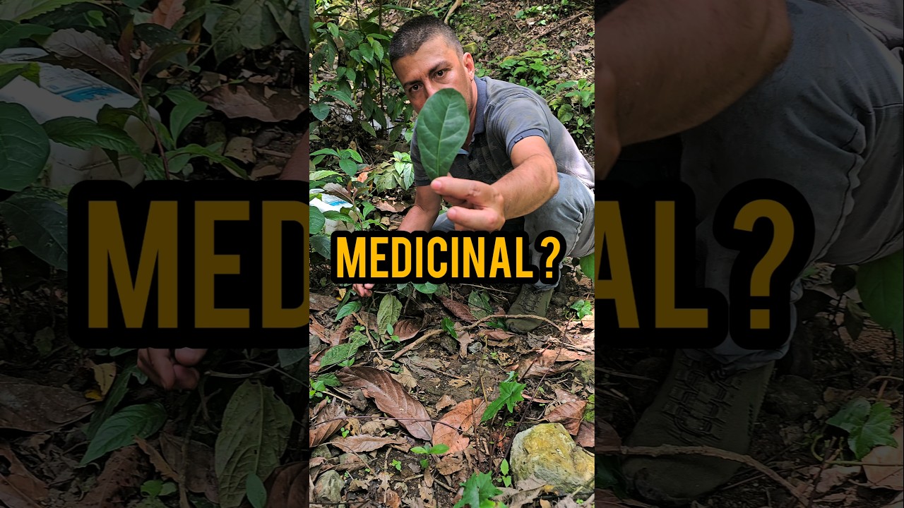 Anamú: A Plant with Medicinal Powers #plants