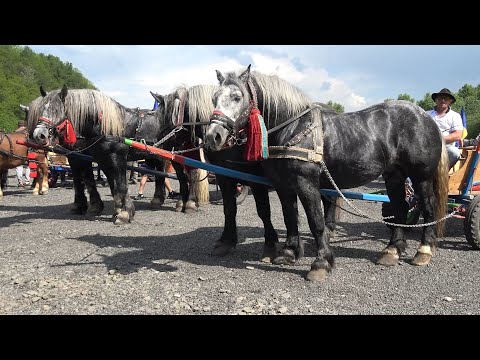 Parada cailor de la Gilau, Cluj 24 mai 2024 Nou!!!