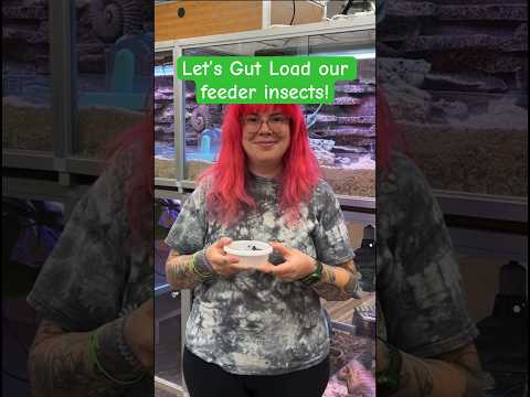 How we gut load our feeder insects! #zenhabitats #reptile #reptiles #gecko