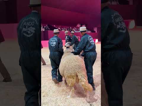 دخول سلالات الأغنام لمعرض مكناس 🌿Siam 2026🌿