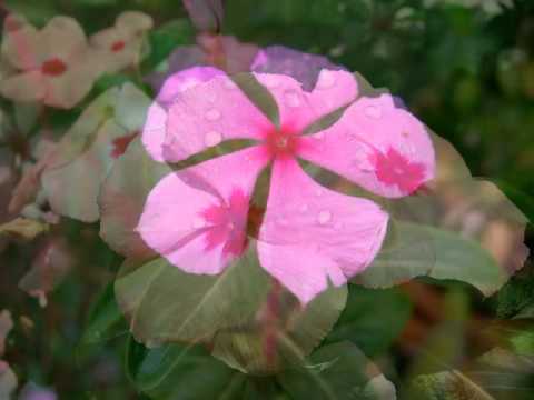 Barvinok - Dzbaj mamo