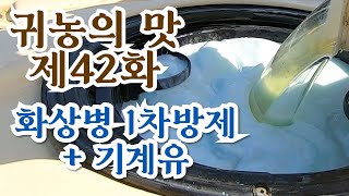 [귀농의 맛]화상병 1차 방제 + 기계유제