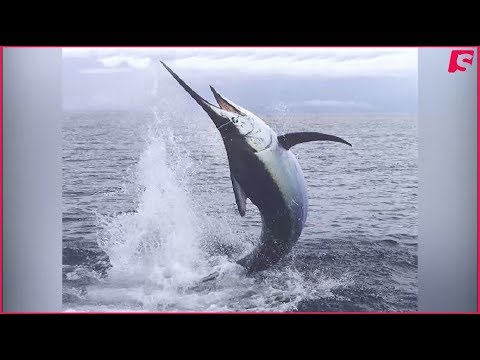 Un marlin bleu attaque un bateau de la mini transat 2017